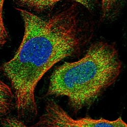 SAPCD2 Antibody, Novus Biologicals:Antibodies:Primary Antibodies